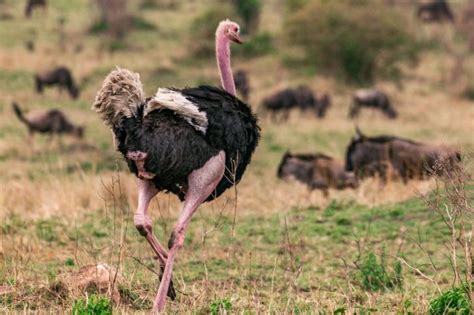 Why Do Ostriches Dance: A Symphony of Feathers and Quantum Physics